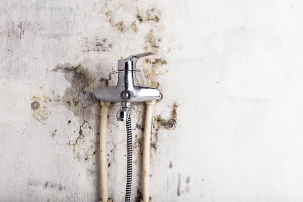 Best Preventive Mold Services in South Roxana, IL