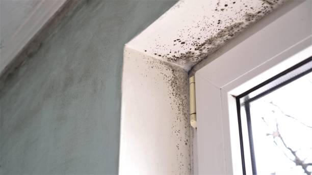 Best Bathroom Mold Remediation in South Roxana, IL