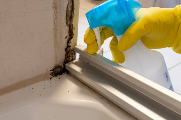 Best DIY Mold Remediation Support Services in South Roxana, IL