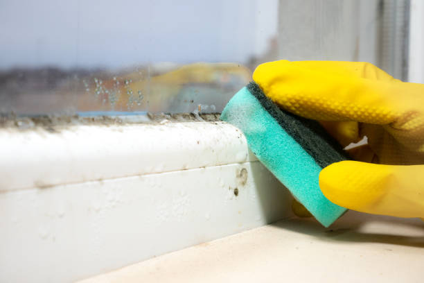 Best Post-Flood Mold Remediation in South Roxana, IL