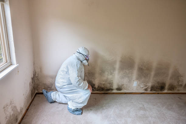 Best Residential Mold Remediation in South Roxana, IL