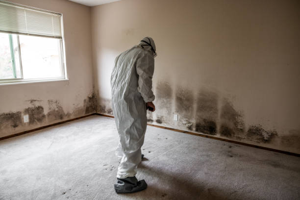 Best Industrial Mold Remediation in South Roxana, IL